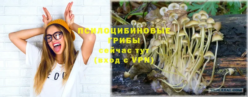 Псилоцибиновые грибы Cubensis  купить наркоту  Гдов 